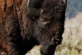 AMERICAN ICON: Congress Passes Bill to Make Bison Our National Mammal  